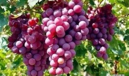 葡萄爆料视频大全最新版,最新版精彩内容大盘点