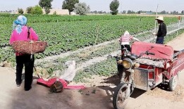 农村大叔免费吃瓜视频,视频走红网络，揭秘乡村生活新风尚