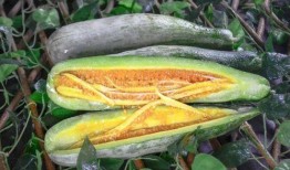 吃网红的瓜免费在哪里看,免费观看网红吃瓜盛宴的秘密通道