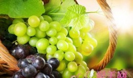 葡萄爆料视频大全最新版,最新版精彩内容大盘点