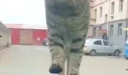 好奇害死猫无在线观看,无在线观看背后的故事