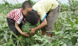 魏县网红吃瓜事件,一场网络狂欢背后的真相与反思