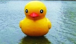 大黄鸭香港爆料视频大全,揭秘幕后真相与精彩瞬间