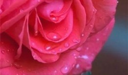 水晶玫瑰全新爆料视频大全,揭秘神秘魅力与独特魅力