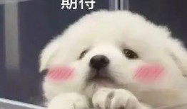 吃瓜群免费聊天记录下载,免费聊天记录背后的欢乐与秘密