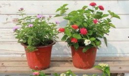 深圳小芳最新爆料视频,揭秘视频背后的惊人真相