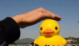 大黄鸭香港爆料视频大全,揭秘幕后真相与精彩瞬间